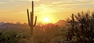 Cacti in a desert silhouetted by the setting sun